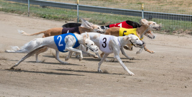 Nights at the Dogs - Owlerton Sheffield