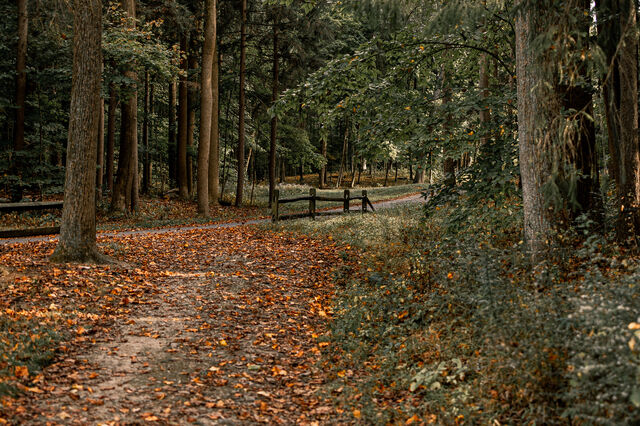 Autumn Leaves - a woodland walk from Bramhope - 19th October