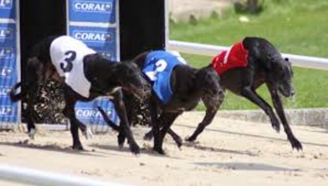 Night at the dogs Thursday 15th August - Hove Greyhound Stadium
