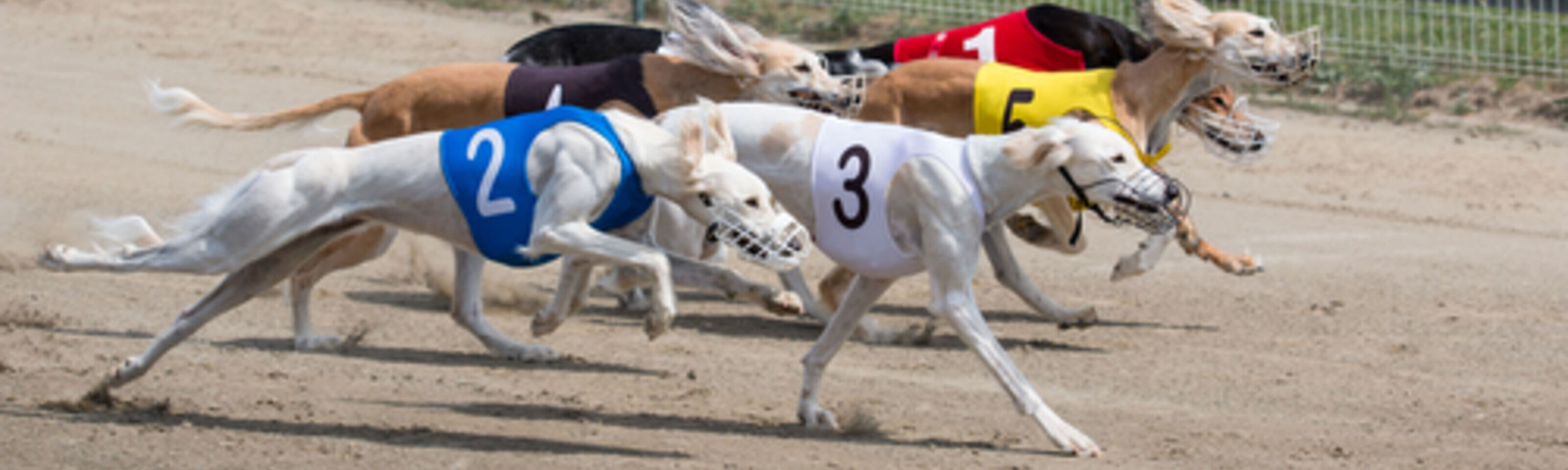 Night at the Dogs