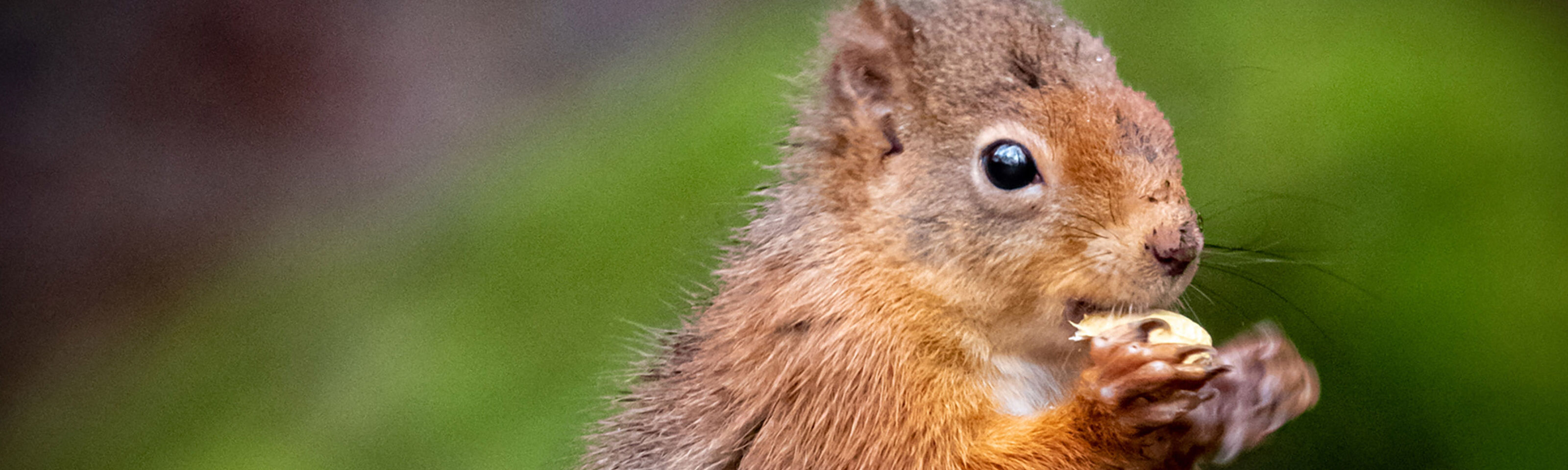 Red Squirrel Photography Event